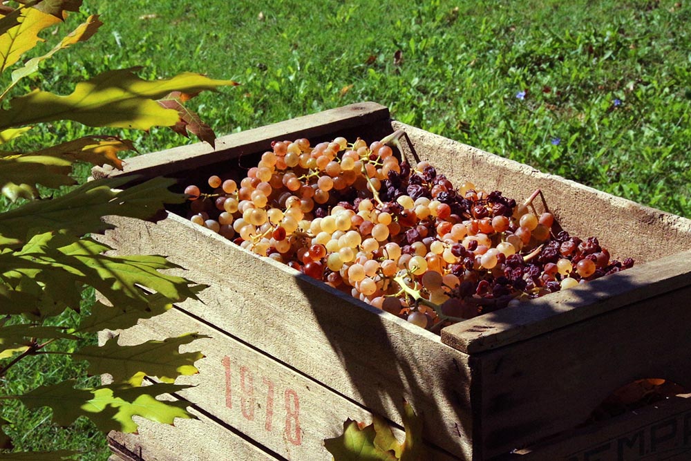 Celebration of the Harvest and Harvesters